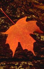 autumn leaf - Internet advertising
